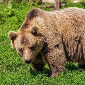 O Urso está de volta à Bolsa: a Piazza Affari é a pior