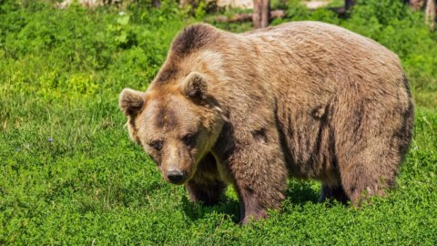 Ursul se întoarce la Bursă: Piazza Affari este cea mai proastă