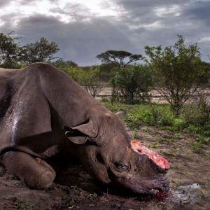 Wildlife Photographer of the Year, avant-première de la 53e édition