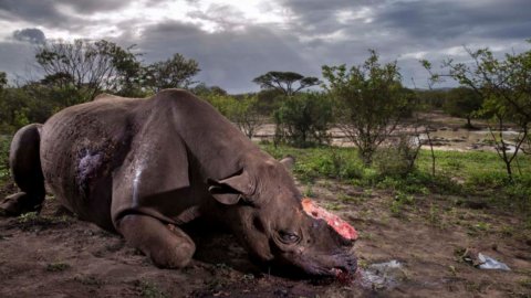 Wildlife Photographer of the Year, avant-première de la 53e édition