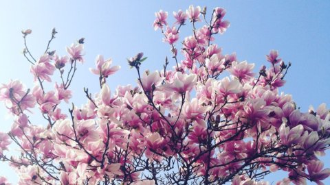 Meteo: “Burian bis è una bufala, la primavera è arrivata e sarà normale”