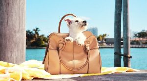 Tod's borsa immagine di repertorio