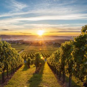 Vino: l’export cresce, ma bisogna diversificare