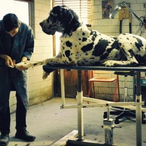 Kino: Dogman, der Kanarienvogel von Magliana nach Garrone