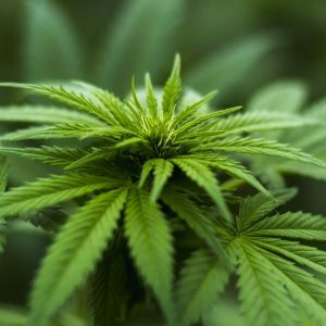 Cannabis light e Healthcare bloqueiam vendas, mas o mercado está crescendo