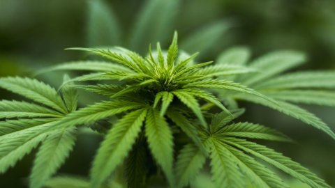 Marijuana “light” è legale 100%: ecco le regole del ministero