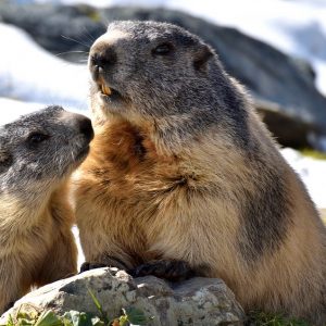Meio Ambiente, a campanha da marmota começa em Roma