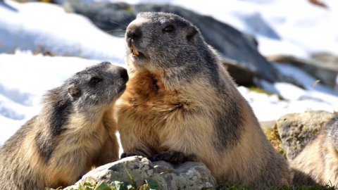 Ambiente, parte a Roma la campagna per le marmotte