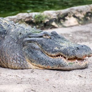 Aligator yang luar biasa, bertahan hidup di bawah titik beku dengan brumasi