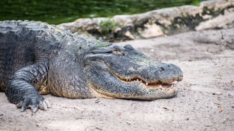 信じられないほどのワニ、凍傷で生き残る