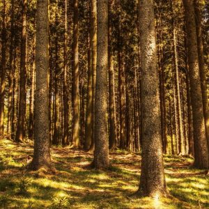 Genagricola investit en Roumanie et mise sur les forêts