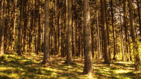 Genagricola investe in Romania e punta sulle foreste