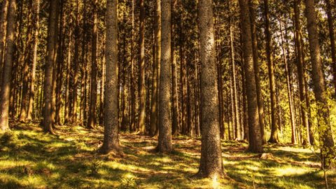 Genagricola Romanya'ya yatırım yapıyor ve ormanlara odaklanıyor