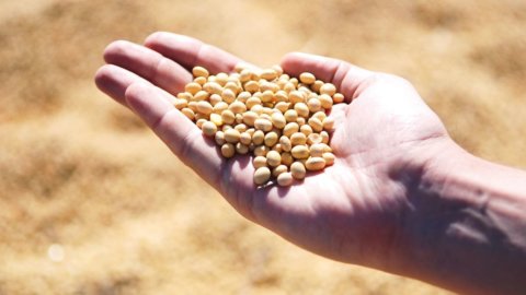 Soy, a mine for Europe from the US-China agreement