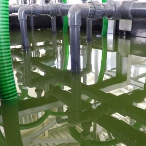Carburants, le ravitaillement se fait avec des algues: l'usine pilote d'Eni