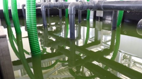 Carburanti, il pieno si fa con le alghe: impianto pilota dell’Eni
