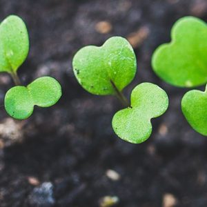 Enea, aqui está o jardineiro virtual para se tornar polegares verdes