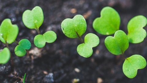 植物からバイオエネルギーまで：電子グリーンサム