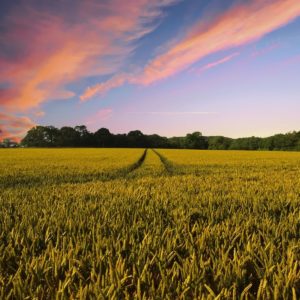 Fonds européens, donc l'agriculture italienne risque le flop