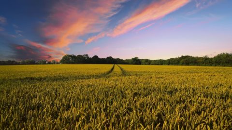 Fondos europeos, por lo que la agricultura italiana corre el riesgo de fracasar