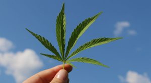 Cannabis borsa e investimenti