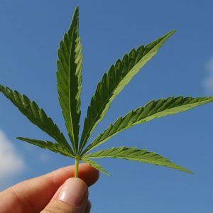 Coltivare cannabis a casa non è reato: lo dice la Cassazione