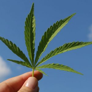 Cannabis light, Italia Viva quiere desbloquearlo: "5 mil millones para el estado"