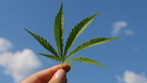 Cannabis light, Italia Viva vuole sbloccarla: “Per lo Stato 5 miliardi”