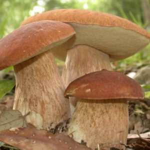 Le mauvais temps ne vient pas toujours à mal, avec les champignons des pluies à foison