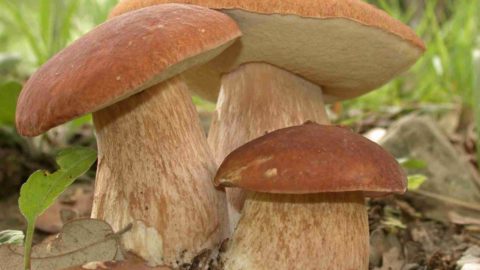 Non sempre il maltempo viene per nuocere, con le piogge funghi a iosa