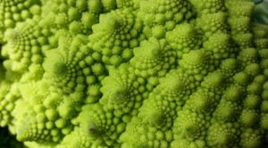 Broccolo romanesco