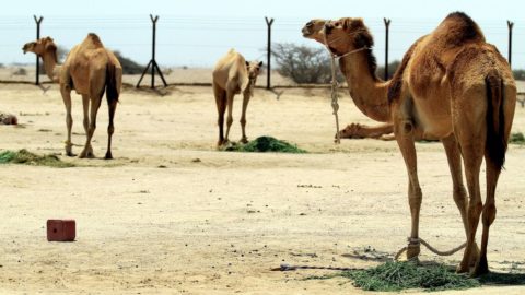 Von italienischen Landwirten für Katar "signierte" Produkte