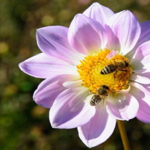 Abejas, increíble pero cierto: trabajan mejor en la ciudad que en el campo