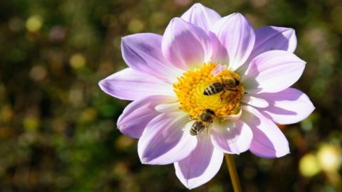 Abejas, increíble pero cierto: trabajan mejor en la ciudad que en el campo