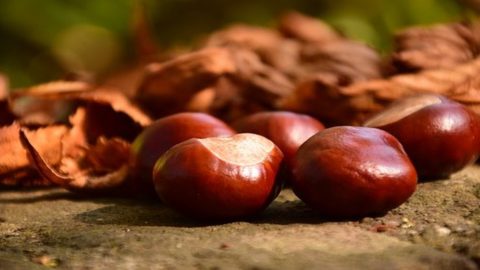 Castanhas são boas para idosos, esportistas e celíacos