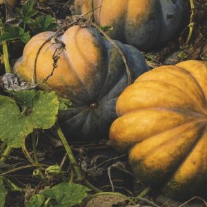 La zucca, contrordine: entra nelle diete anche dei diabetici