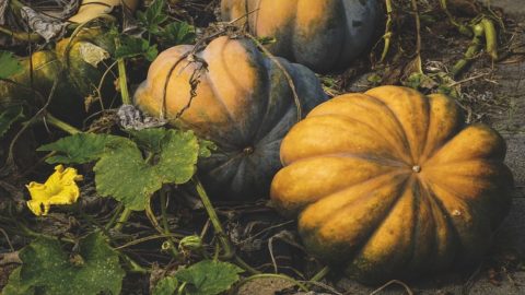 La zucca, contrordine: entra nelle diete anche dei diabetici