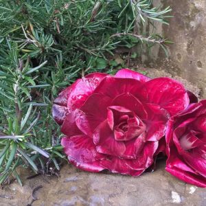 Rosa di Gorizia, il fascino del fiore e il sapore del radicchio gourmet