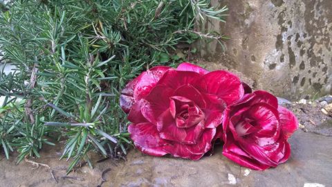 Rosa di Gorizia, le charme de la fleur et la saveur du radicchio gourmand