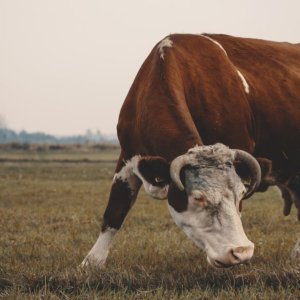 Biodynamische Landwirtschaft, der ganz harte Cattaneo: „Das ist Hexerei“