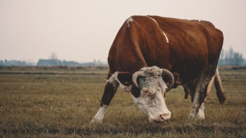 Agricultura biodinamică, Cattaneo foarte dur: „Este vrăjitorie”