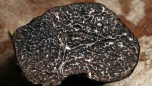Tartufo nero