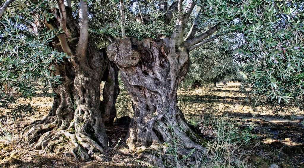 أشجار الزيتون المئوية