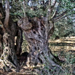 Olio, prima il gelo e poi il vento: produzione 2018 ridotta del 40%