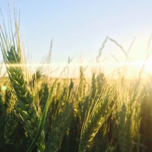 Agricoltura: Primi sostegni per la ripresa post Covid19