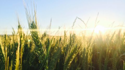 Agricoltura: Primi sostegni per la ripresa post Covid19