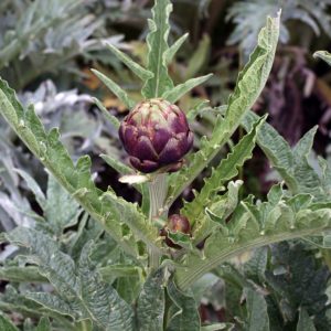 Artichoke baik untuk hati, tetapi juga untuk usus besar dan usus