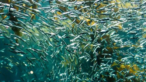 Peixe azul, um mar de benefícios como uma farmácia paralela