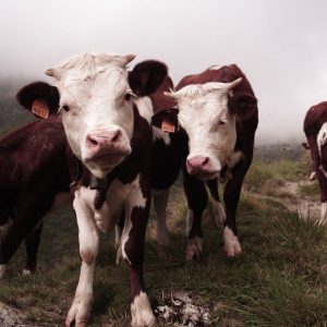 Daging sapi, alarm bagi mereka yang datang dari Polandia