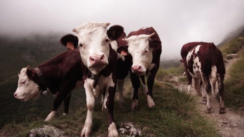 Synthetisches Fleisch wird in den USA bald verkauft, Italiener bevorzugen weiterhin Steaks